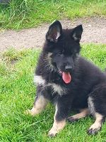 Xara von Bödefeld
德國牧羊犬
11. 五月 2024