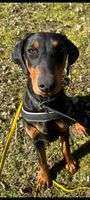 Airi Strážci hráze
Dobermann
4. Okt 2024