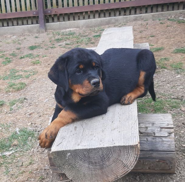 Anja vom Wachberg II Hundeprofil Informationen und Daten