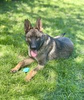 Kos van de Duca Vallei
Deutscher Schäferhund (Stockhaar)
15.08.2024