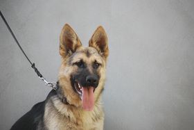 Easy von der Waldesruh
German Shepherd
1. Nov 2021