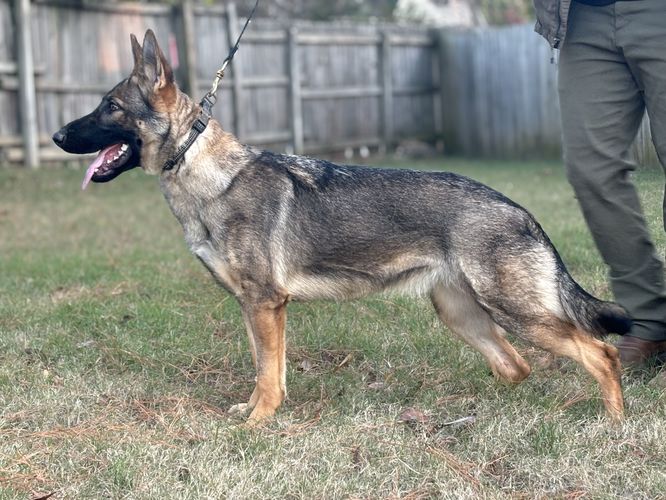 Delta vom Eiserner Krieger
German Shepherd (short-haired)
23. Feb 2024
