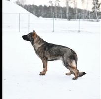 Zak vom Waldfurter-Wald
Německý ovčák
10. čer 2024