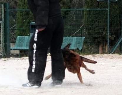 Ice du Sceau d'Abraxas
Perro de Pastor Belga (Malinois)
15. dic 2013