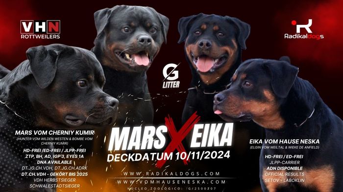 Eika vom Hause Neska
Rottweiler
26. Oct 2022