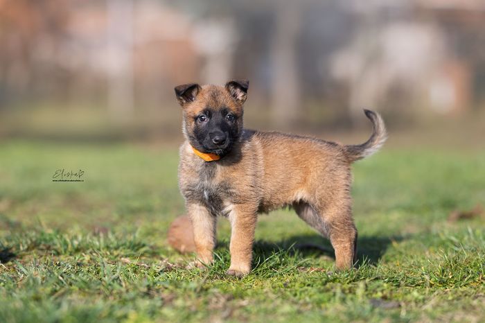 Georga Tomanland
比利时牧羊犬 (马令华)
23. 十月 2024