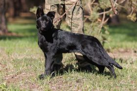 Gerda Beauty of the Beast
Berger Allemand (Poils courts)
5. Nov 2023
