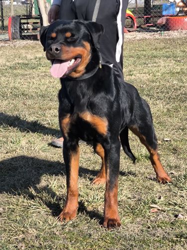 Aldo von der Berghöhe
Rottweiler
28. Ian 2024