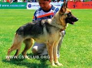 Quinni of Fong Shih Yeh Kennel