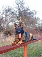 Rosemary Anrebri
German Shepherd (short-haired)
12. Apr 2023