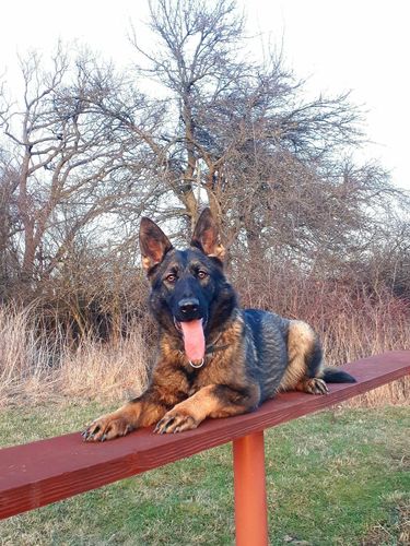 Rosemary Anrebri
German Shepherd (short-haired)
12. Apr 2023