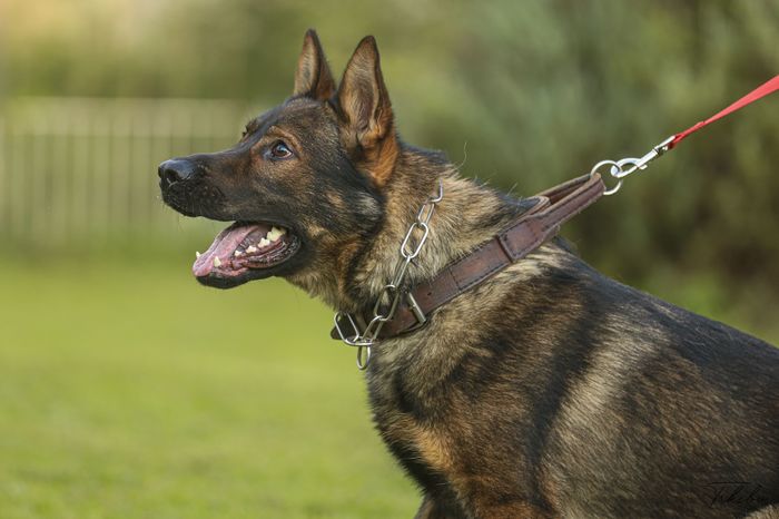Picasso Dekim Lexus
German Shepherd Dog (short-haired)
3. Jun 2023