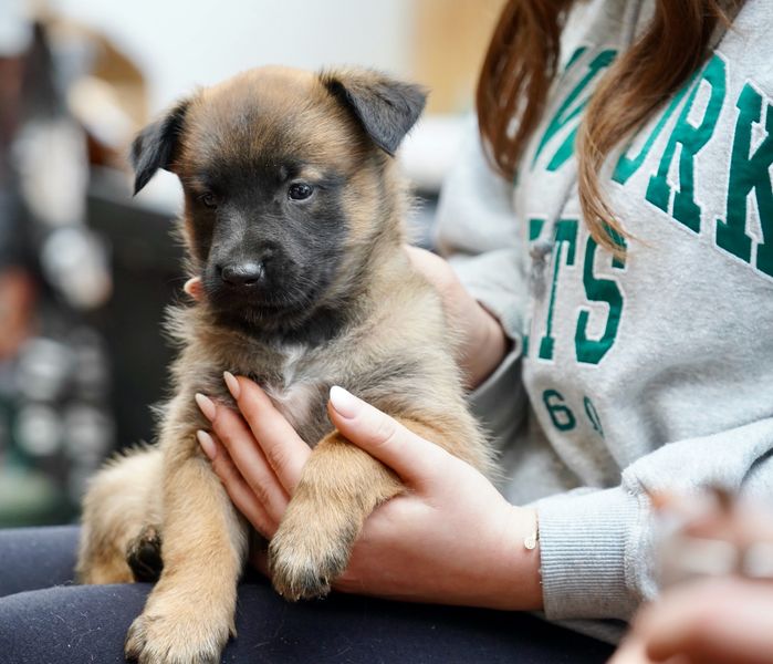 Inka - Arya vom Müritz Falken | Hundeprofil - Informationen und Daten