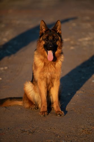 Flasch Tim Dlha Roven
German Shepherd Dog (short-haired)
8. Feb 2024