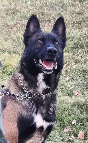 Rony des Plaines Agenaises
Belgianpaimenkoira (Malinois)
1. Mar 2020