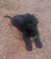 King Boy Fantom Chlumu
Schnauzer Γίγας (καθαρό μαύρο)
5. Νοε 2024