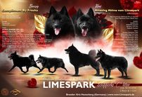 Schipperke C-Wurf vom Limespark