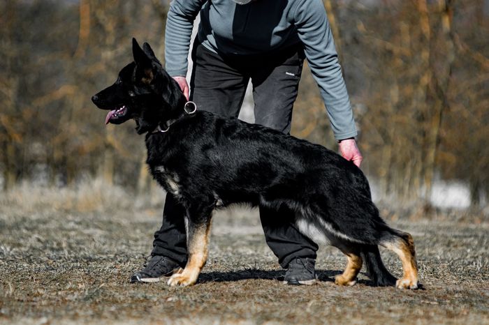 Impact Alta Escuela
Schæferhund
27. Aug 2024