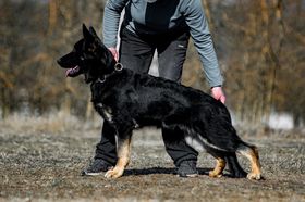 Impact Alta Escuela
German Shepherd
27. Aug 2024