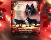 Amazing Akima vom Limespark