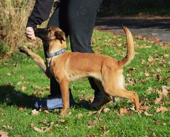 Metaxa Extra Temperament
Belgian Shepherd
30. Jun 2024