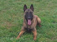 Lupo de Knueve Hispania