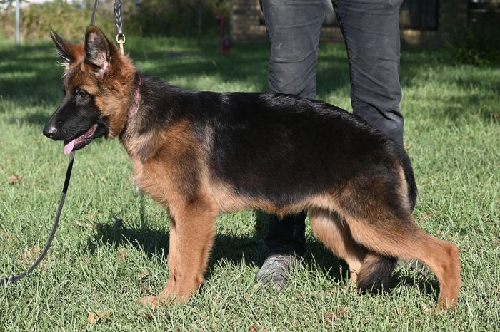 Ember vom Hausgladfel
Berger Allemand (À poil long)
23. Mar 2025