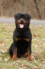 Dark Thunder Rott Agatha