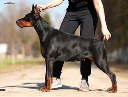 Envy Angel&amp;Demon
Doberman (black with rustred blace)
1. Jul 2023