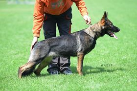 Blackie Eqidius
German Shepherd (short-haired)
16. Sep 2017