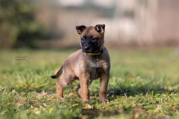 Ginny Tomanland
Belgisk fårehund (Malinois)
23. Okt 2024