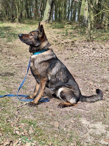 Yuki (Diensthundeschule M-V)
Schæferhund (Stockhaar)
4. Mar 2019