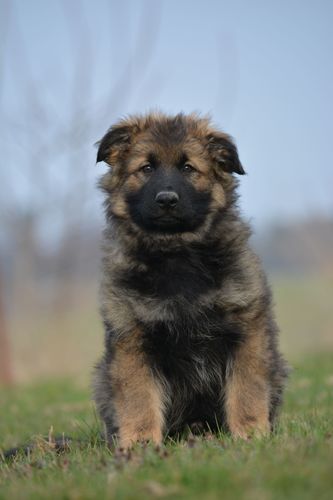 Aron z Oderského zátiší
German Shepherd (long-haired)
20. Jan 2025