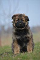 Aron z Oderského zátiší
German Shepherd (long-haired)
20. Jan 2025