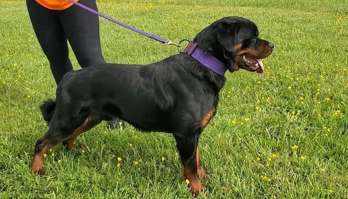 Exodus' Grand Slam
Rottweiler
10. Nov 2020