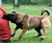 Delta Tore's Working Dogs