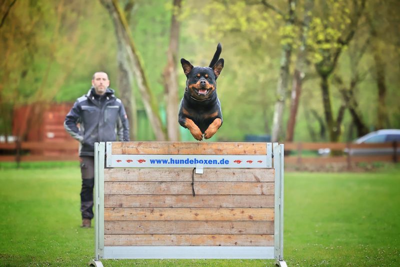 Henry von der Burg Skiva Hundeprofil Informationen und Daten