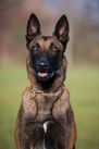 working-dog Fighter