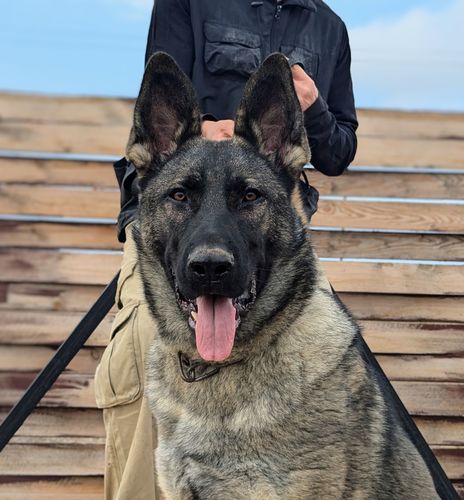 Yuran Wolf'sfelzem
German Shepherd (short-haired)
18. Dec 2023