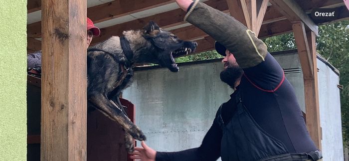 Vitta Wolf Cevaro
German shepherd dog (Stockhaar)
27. feb 2024