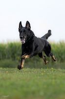 Grifit de Parayas
German shepherd dog (Stockhaar)
11. ene 2019