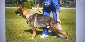 Atroy Baluarte del Sur
Deutscher Schäferhund
30.06.2018