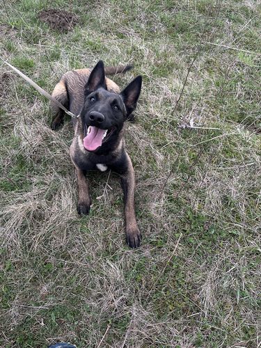 Edda of Braveheart Oradinum 2024
Belgian Shepherd
14. Jul 2024