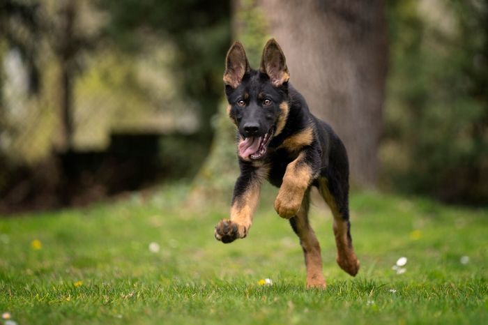 Inox Canis Invictus
German Shepherd Dog (short-haired)
6. Jan 2021