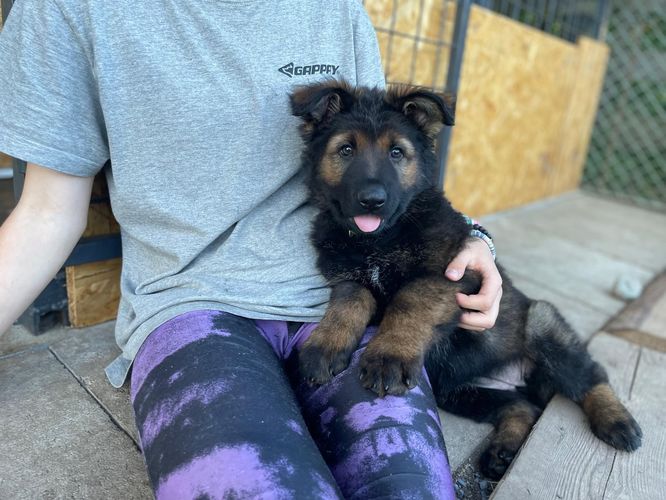 Grace Nokafi
German Shepherd (short-haired)
24. Mar 2024