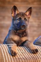 Fortuna vom Haus KoGor
German Shepherd (short-haired)
17. Feb 2025