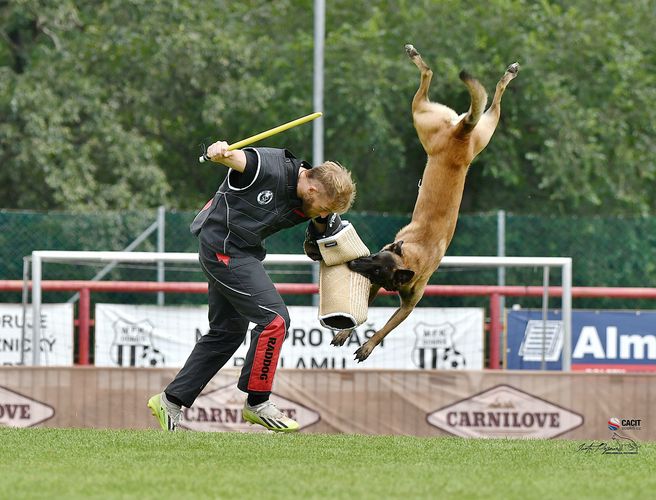 Bacchus vom Heidländer Wappen
Belgian Shepherd (Malinois)
4. Apr 2019