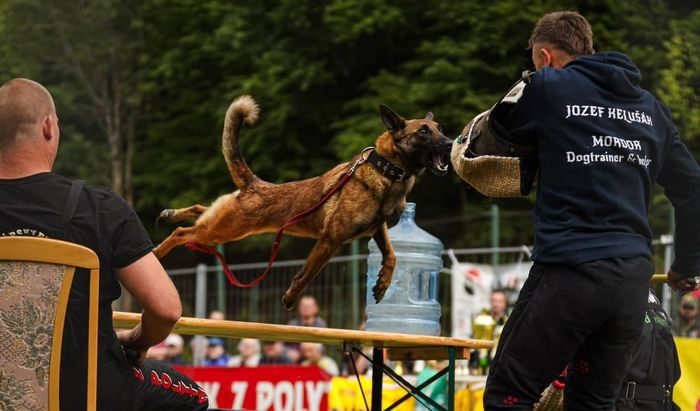 Saša Mi-Ji
Belgian Shepherd (Malinois)
3. Jan 2020