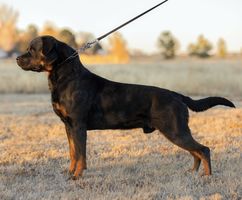 Bruno vom Lakotacamp
Rottweiler
20. Lug 2018