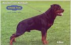 Maximus vom Amtsbach
